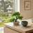 Table setting with bonsai tree, bowls, and a bottle on a wooden surface.