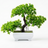 Bonsai tree in a pot on a white background