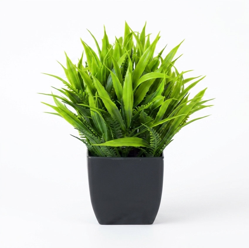 Green potted plant on a white background