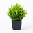 Green potted plant on a white background