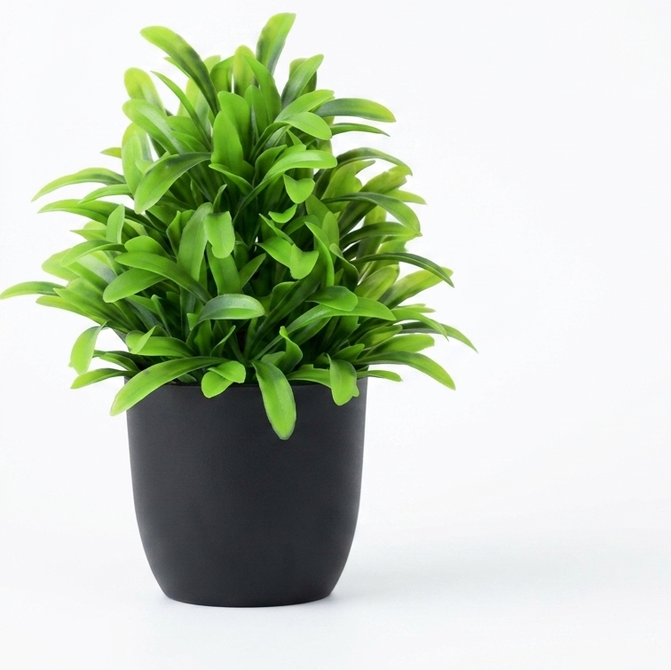 Potted plant with green leaves on a white background